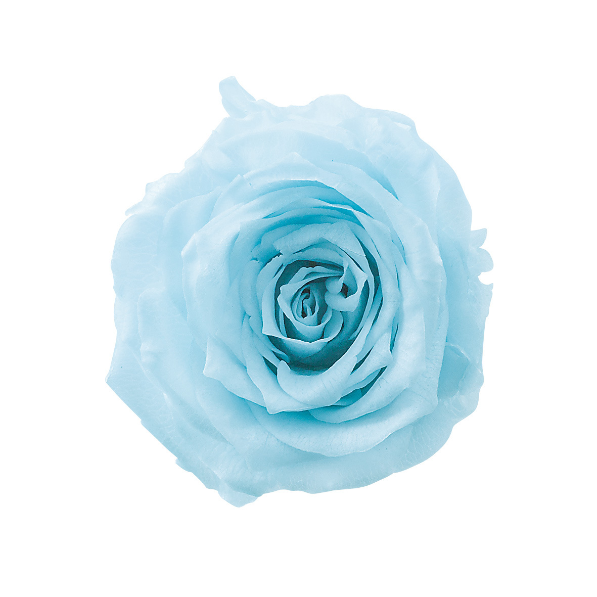 不凋夏洛特玫瑰 02591-621