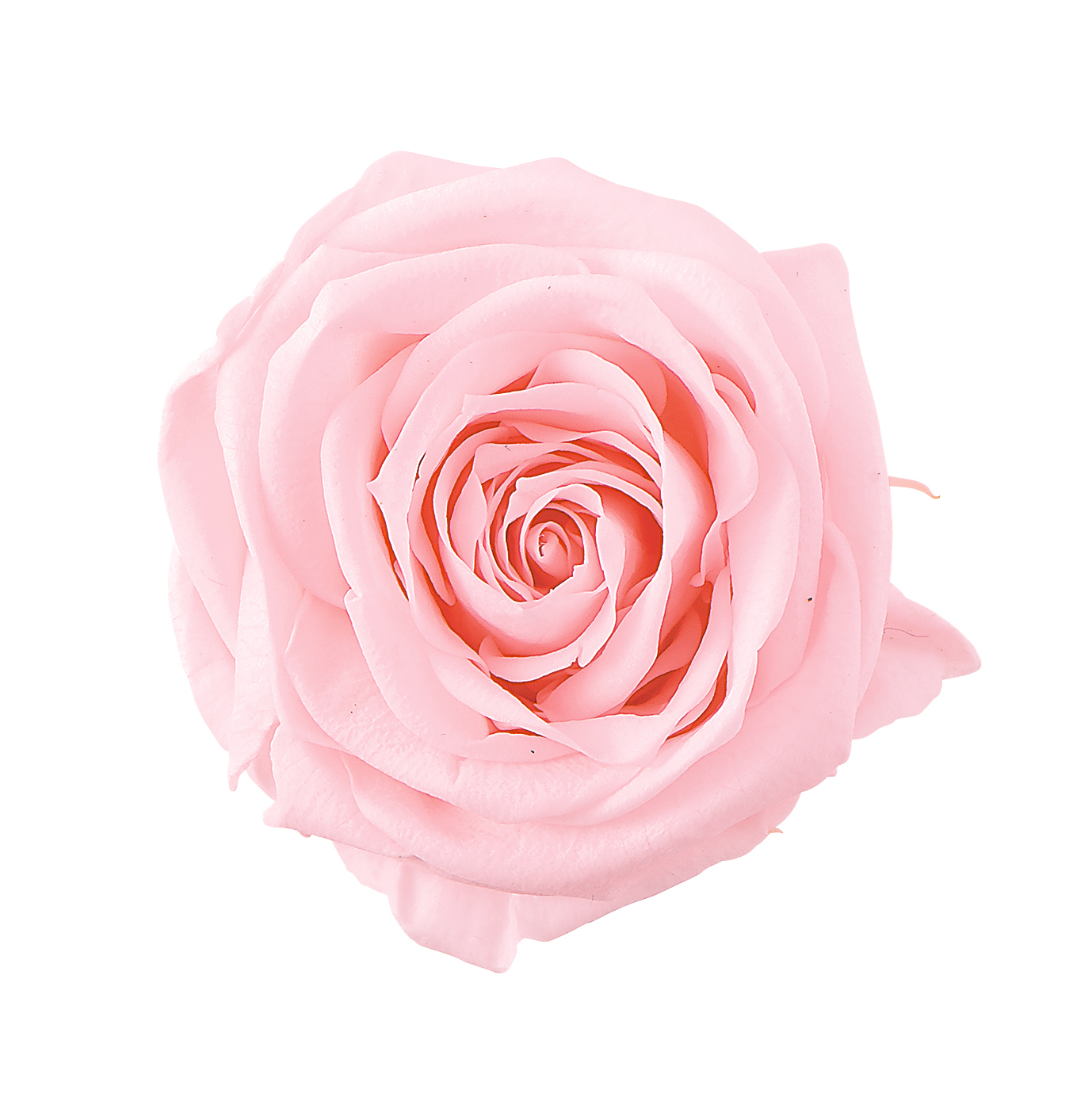 不凋夏洛特玫瑰 02591-001