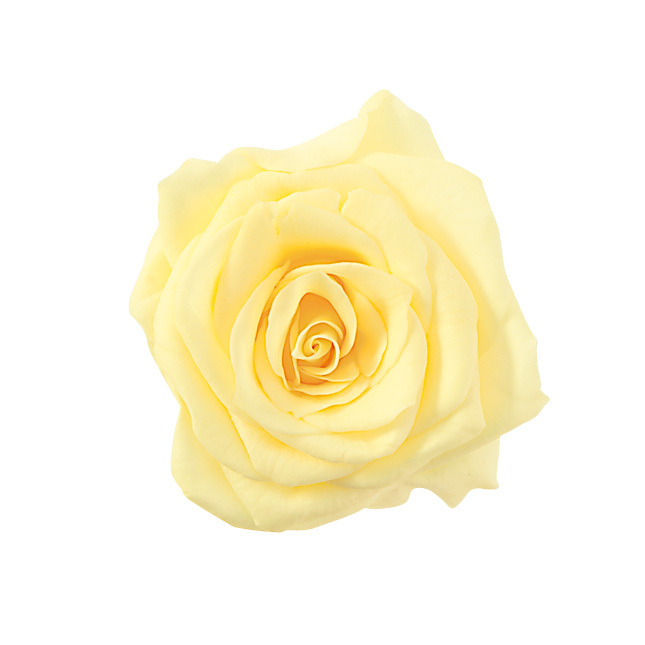 不凋夏洛特玫瑰 02592-501