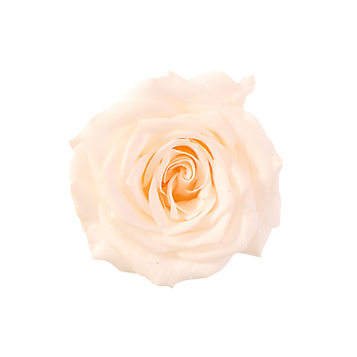 不凋夏洛特玫瑰 02592-021