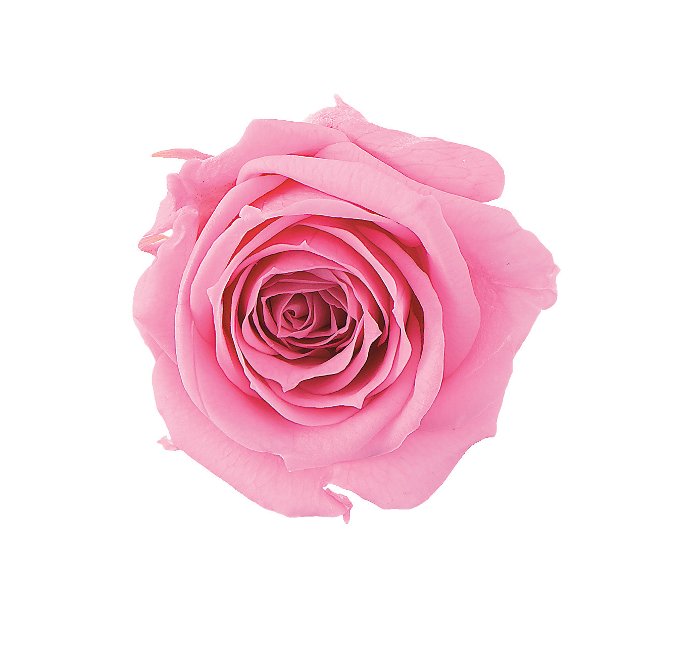 不凋夏洛特玫瑰 02592-181