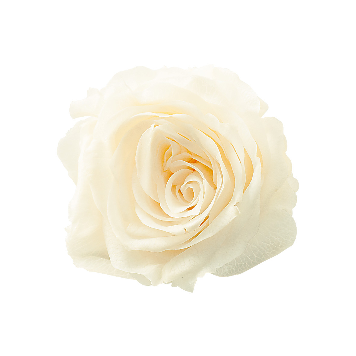 不凋夏洛特玫瑰 02592-011