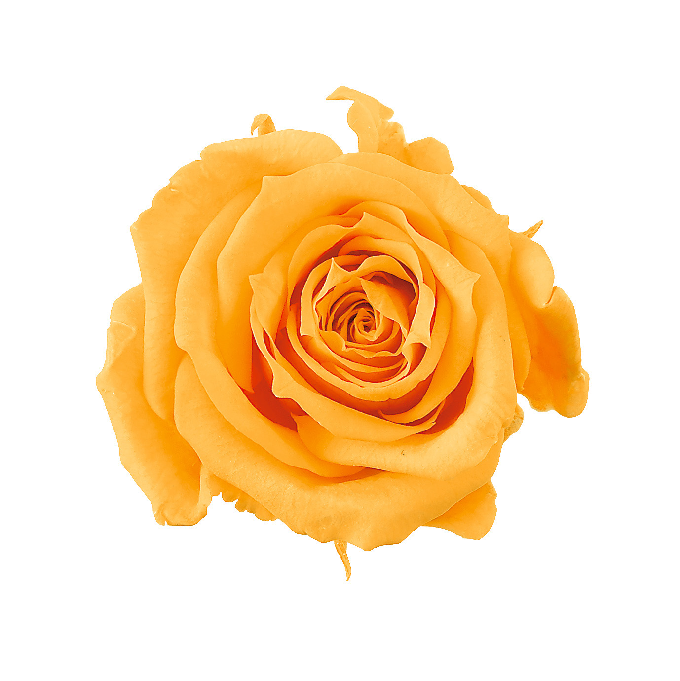 不凋夏洛特玫瑰 02592-351