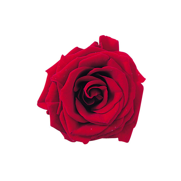 不凋夏洛特玫瑰 02592-331