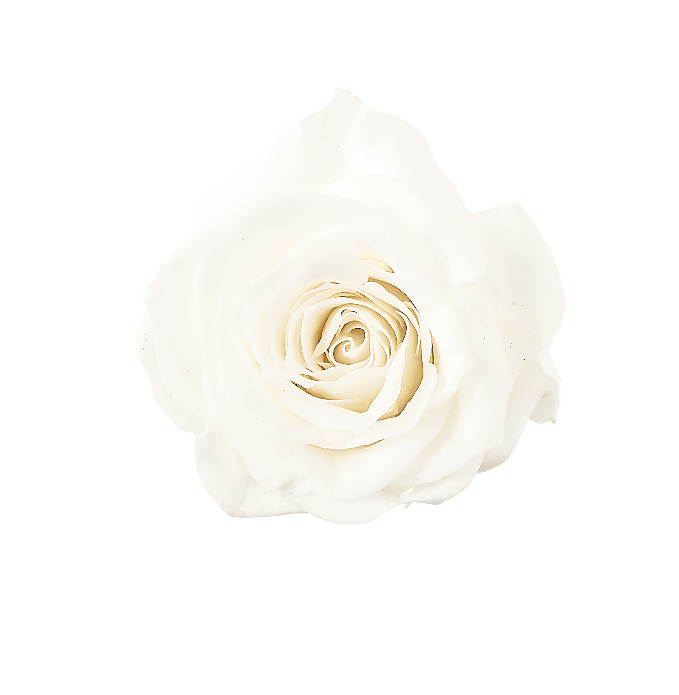 不凋夏洛特玫瑰 02592-001