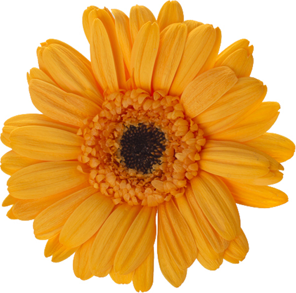 日本不凋非洲菊(9朵) 03170-355