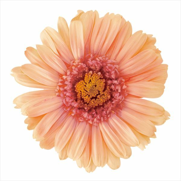 日本不凋非洲菊(9朵) 03174-370