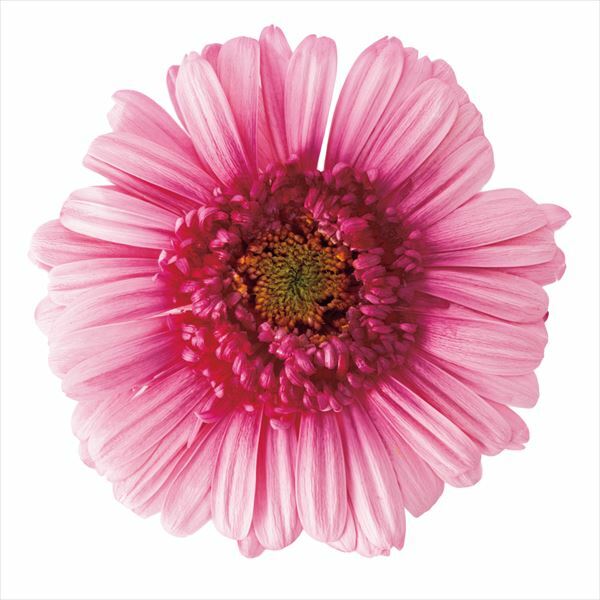 日本不凋非洲菊(9朵) 03174-120