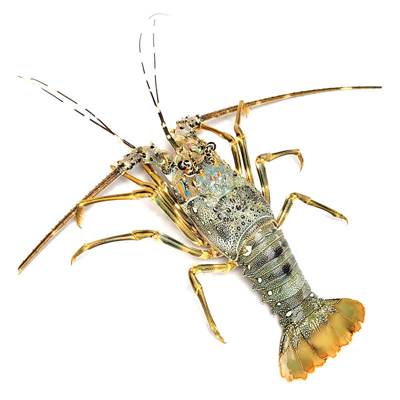 IQF Local AFFS Green Lobster 230g