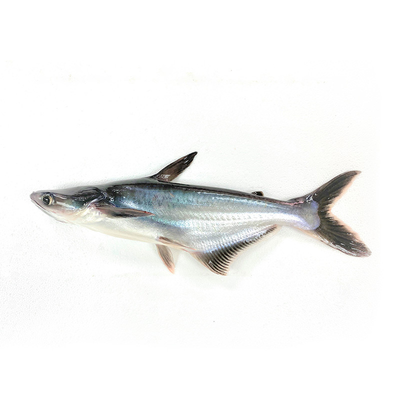 IQF Local Pangasius Sutchi 500g/pc