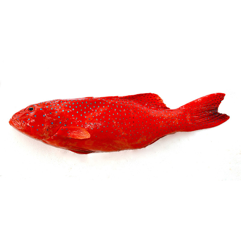 IQF Leopard Coral Trout 400g/pc