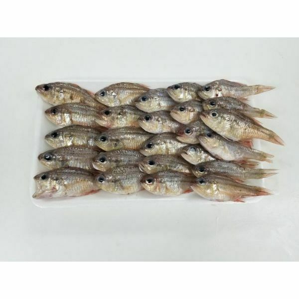 Local IQF Rifle Cardinal 600g/pack