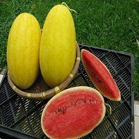 本地有機黃皮西瓜 (黛安娜)  (約4斤/個)