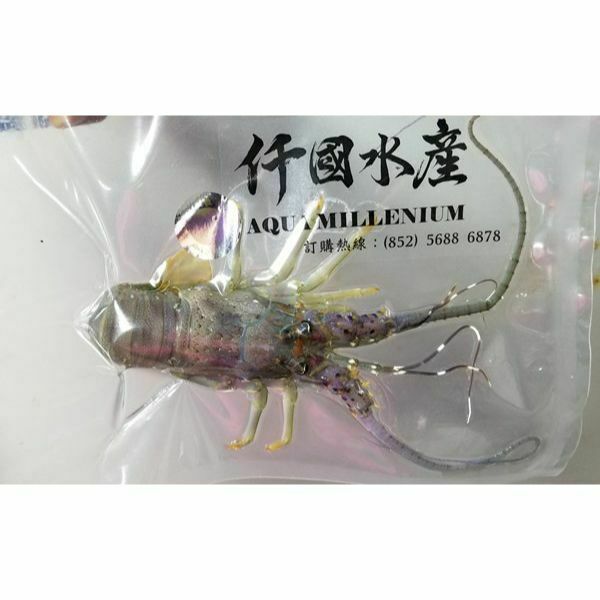 Local Special Offer: Soft-shell Lobster 140-170g