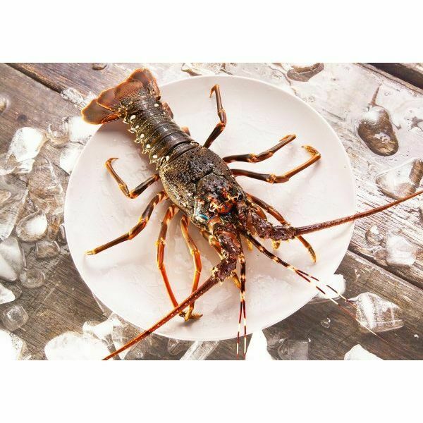 Local Special Offer: Soft-shell Lobster 140-170g