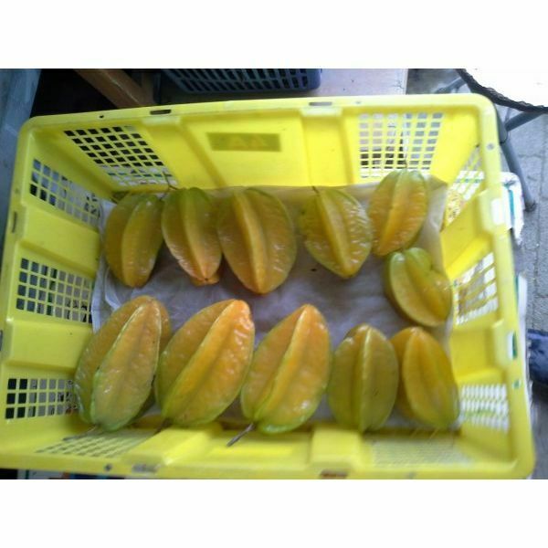 本地漁菜直銷專區：木子有機農場 - 本地有機楊桃