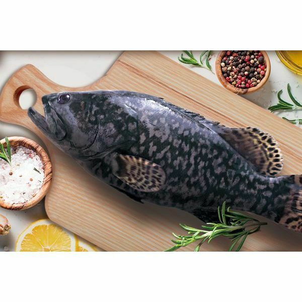 優鮮港品-本地速凍綠洲花尾龍躉 600g/條