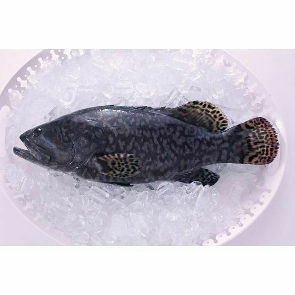 優鮮港品-本地速凍綠洲花尾龍躉 600g/條