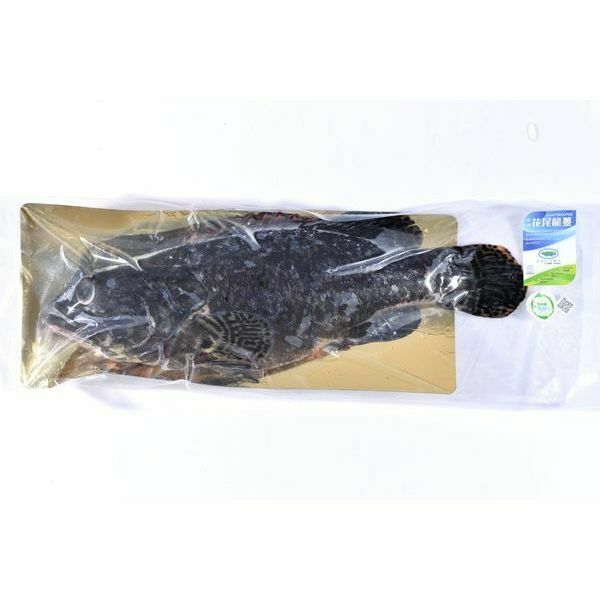 優鮮港品-本地速凍綠洲花尾龍躉 600g/條