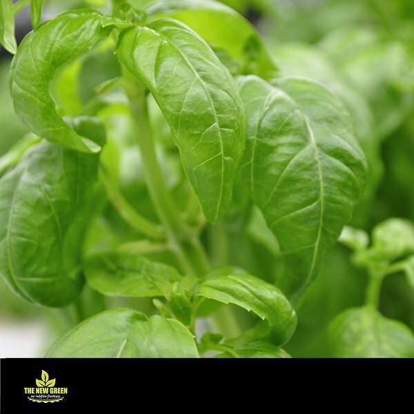 Local Orgaanic  Sweet Basil（150g/bag）