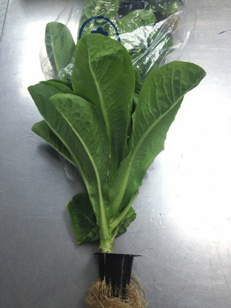 Local Hydroponic Romaine Lettuce