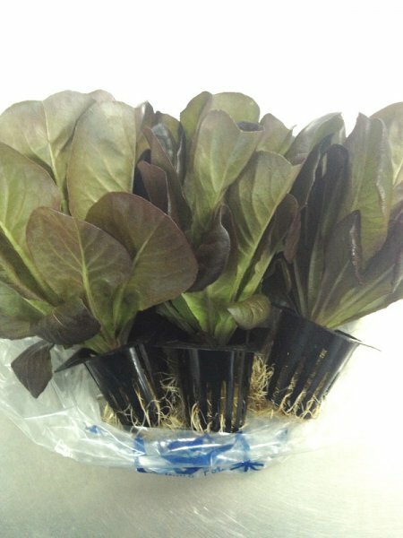 <永霖水耕>水耕紅牛油生菜 (包)