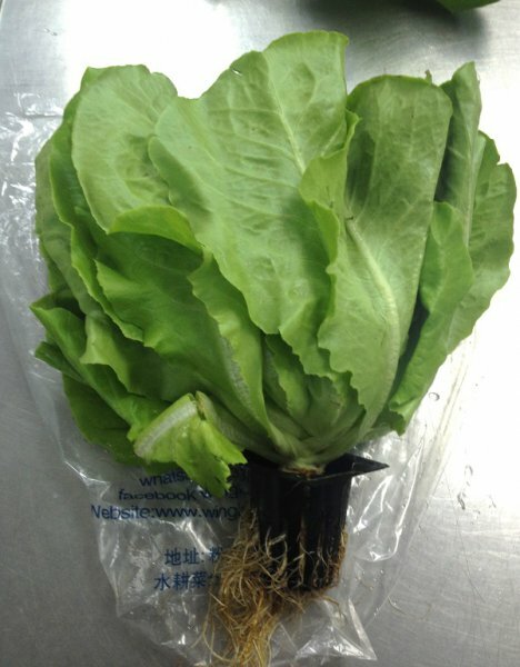 Local Hydroponic Green Butter Head Lettuce