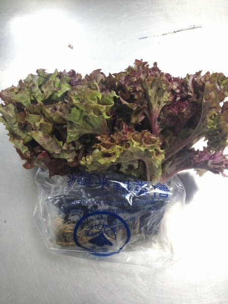 <永霖水耕>水耕紅珊瑚生菜 (包)