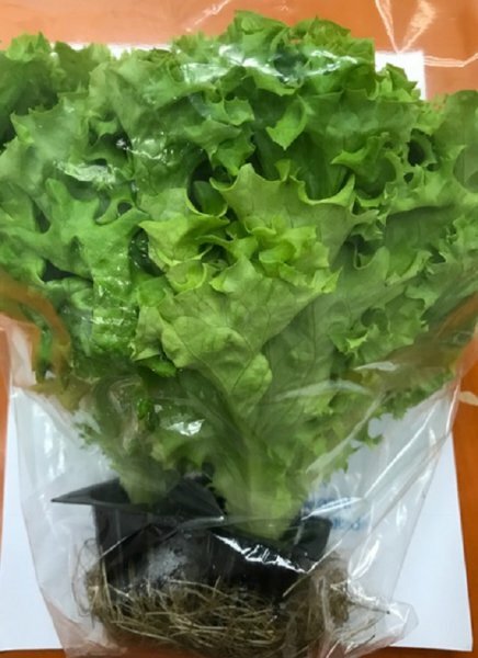 <永霖水耕>水耕綠珊瑚生菜 (包)