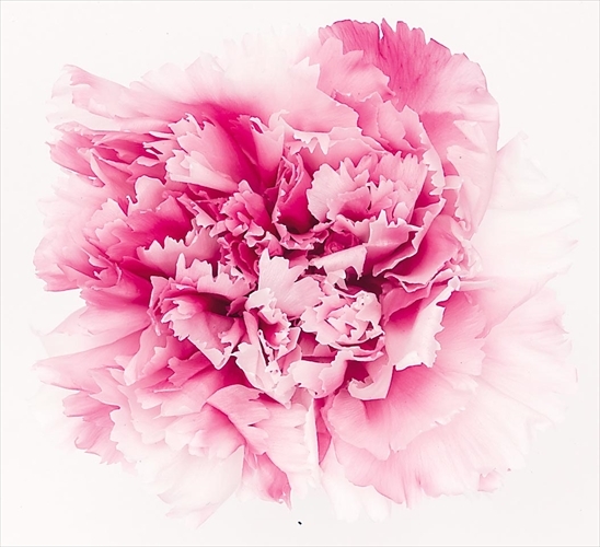 不凋康乃馨(8朵) 02183-122