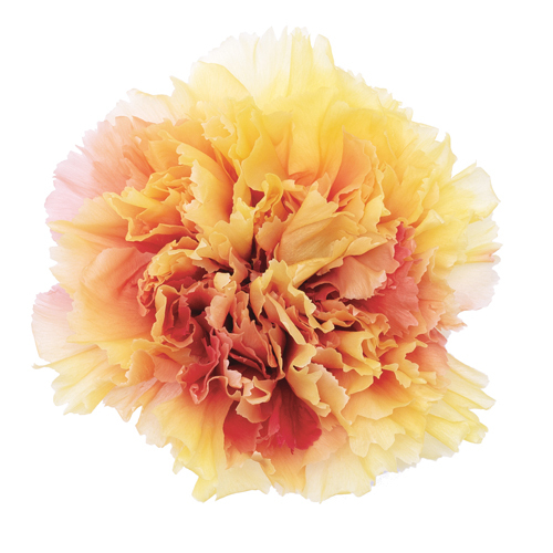 不凋康乃馨(8朵) 02183-312