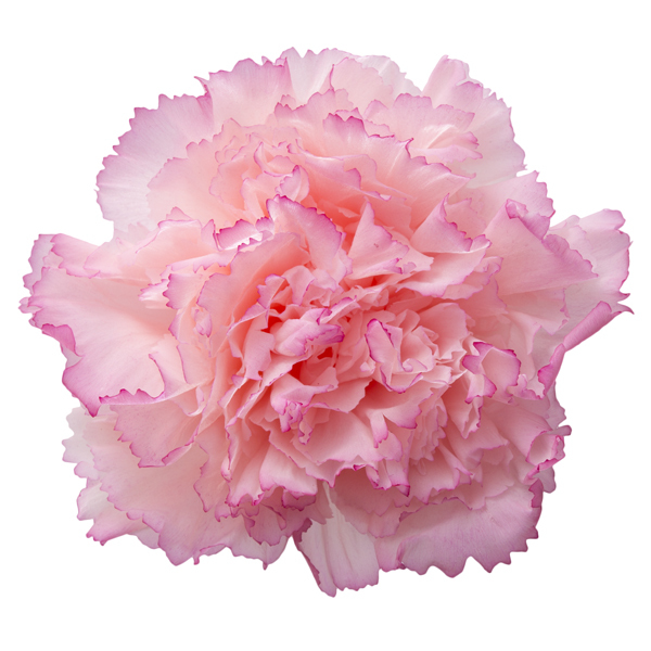 不凋康乃馨(8朵) 02383-145