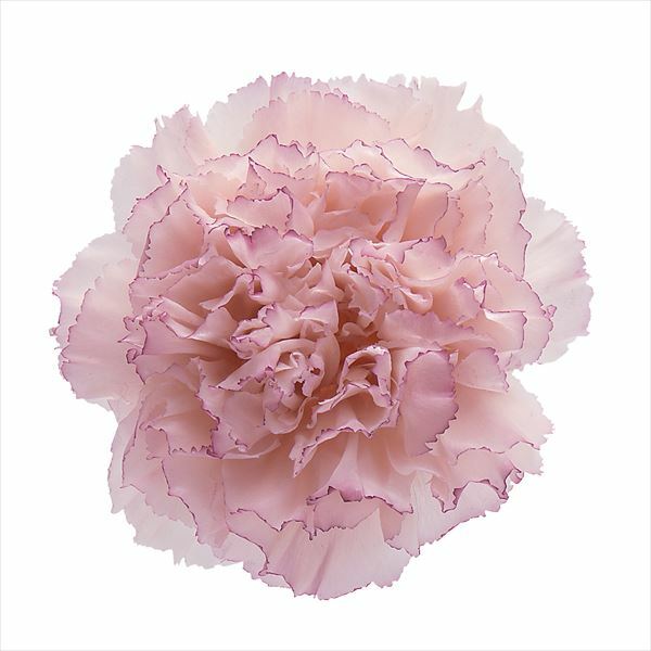 不凋康乃馨(8朵) 02383-025