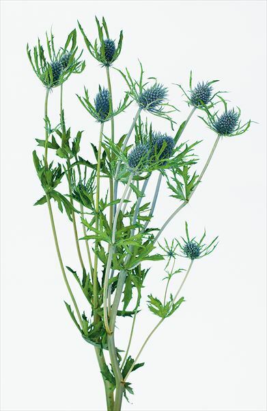 不凋小薊花 01533-700