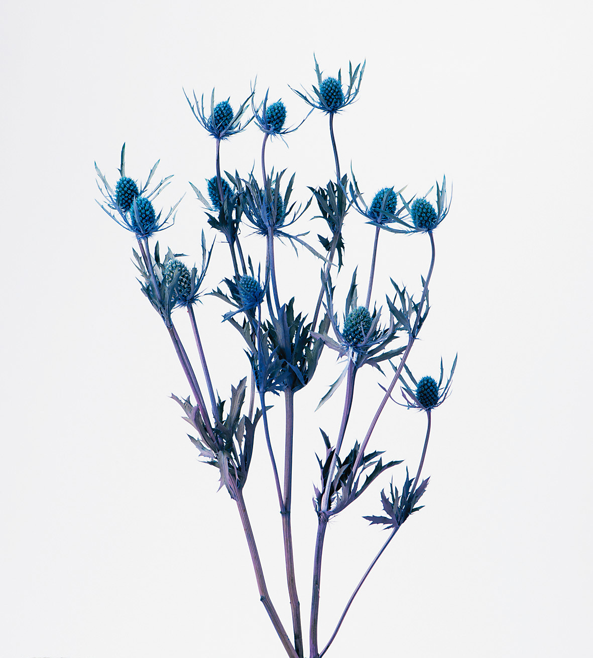 不凋小薊花 01533-400