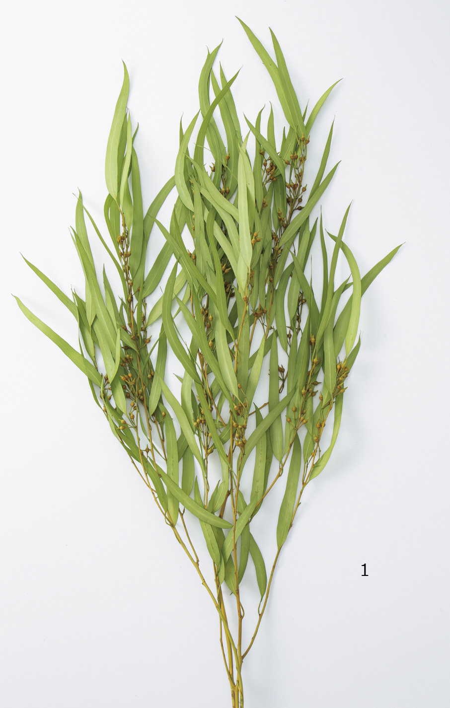 日本不凋柳葉-40175-781