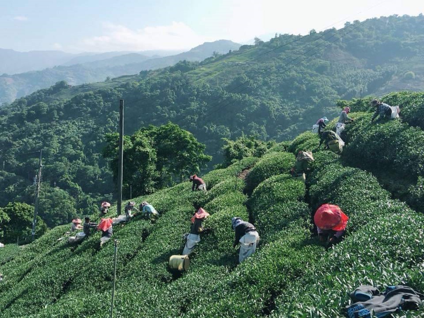 福壽山茶王｜福壽山高山茶－天下第一好茶
