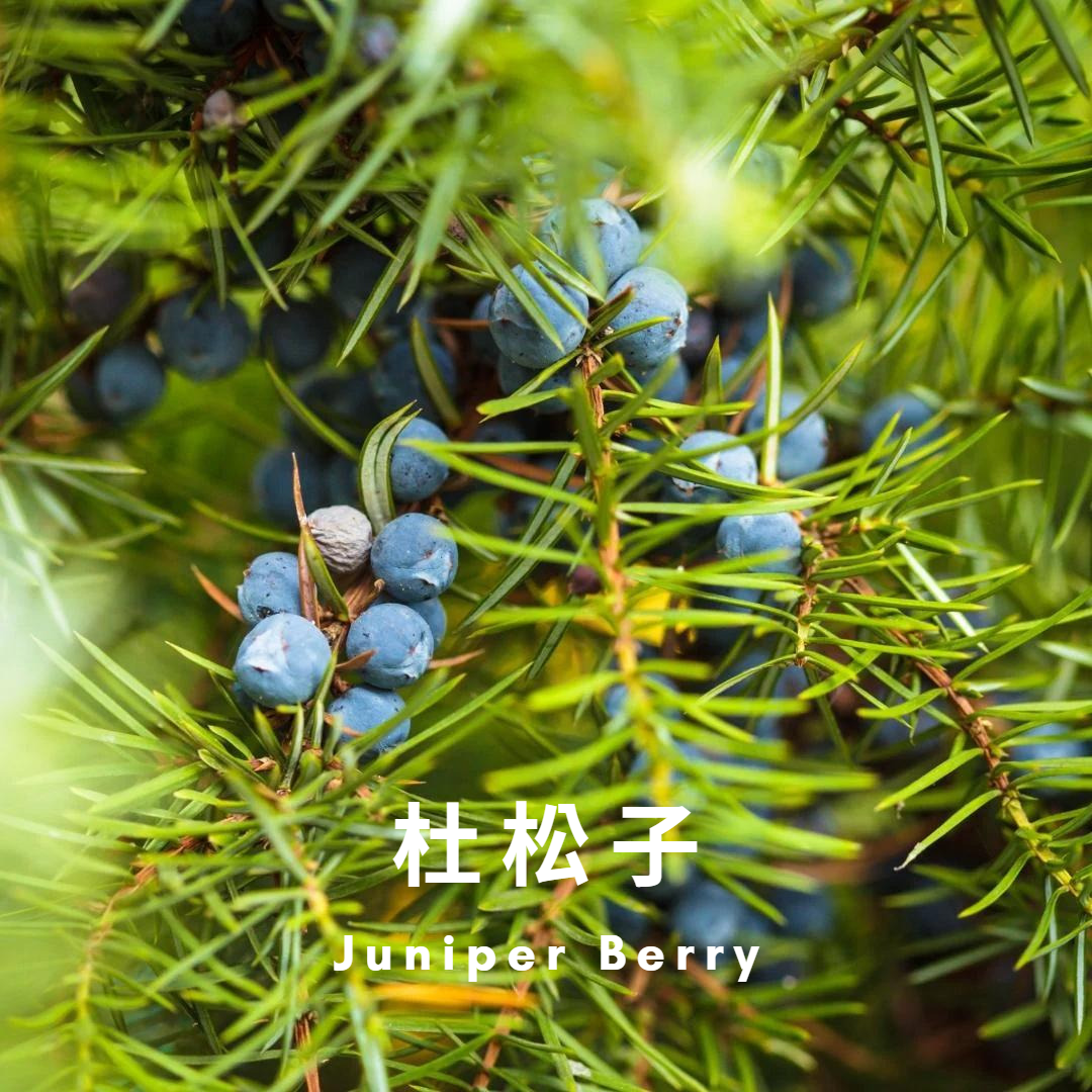 GIN 氈酒|Wine Time酒在當下 GIN 氈酒|Wine Time酒在當下