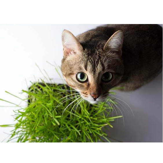 Zolux 貓草種植套裝