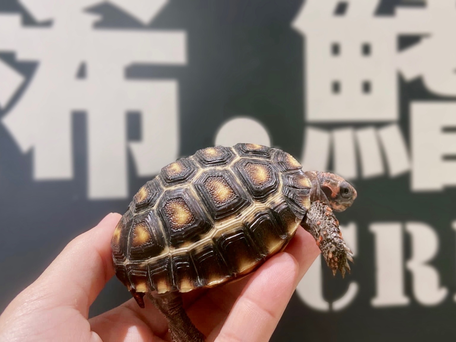 【チャー様注文品】桃色最高級兎毛皮、駝鳥蜥蜴馬毛縞馬模様本革、激熱装飾長財布 チャー様注文品】桃色最高級兎毛皮、駝鳥蜥蜴馬毛縞馬模様本革