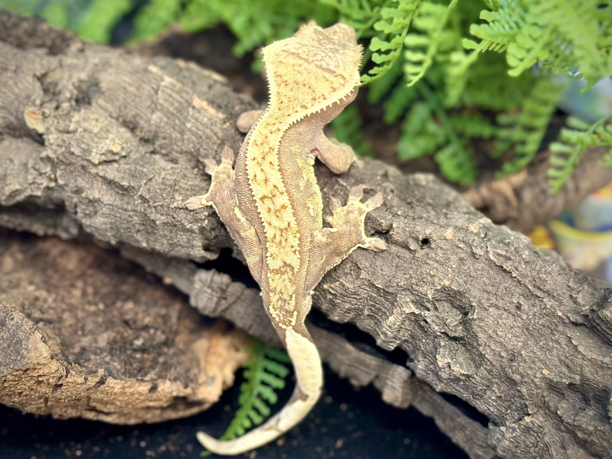 Crested Gecko (Rhacodactylus ciliatus)