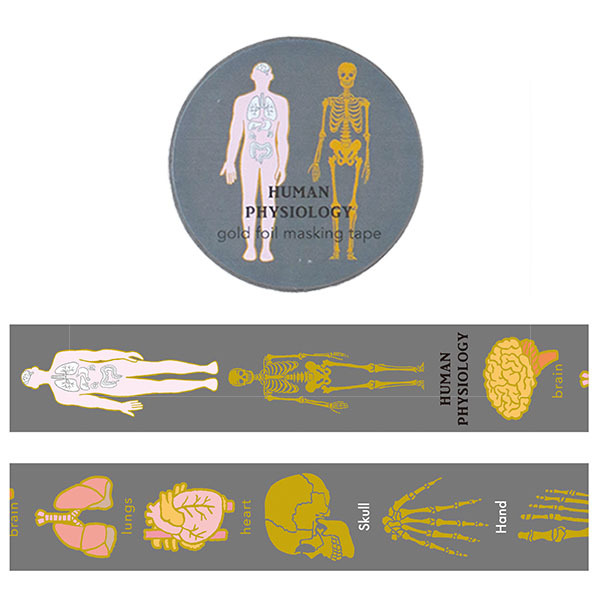 人體生物學 金箔 和紙膠帶 ｜日本STUDY HOLIC
