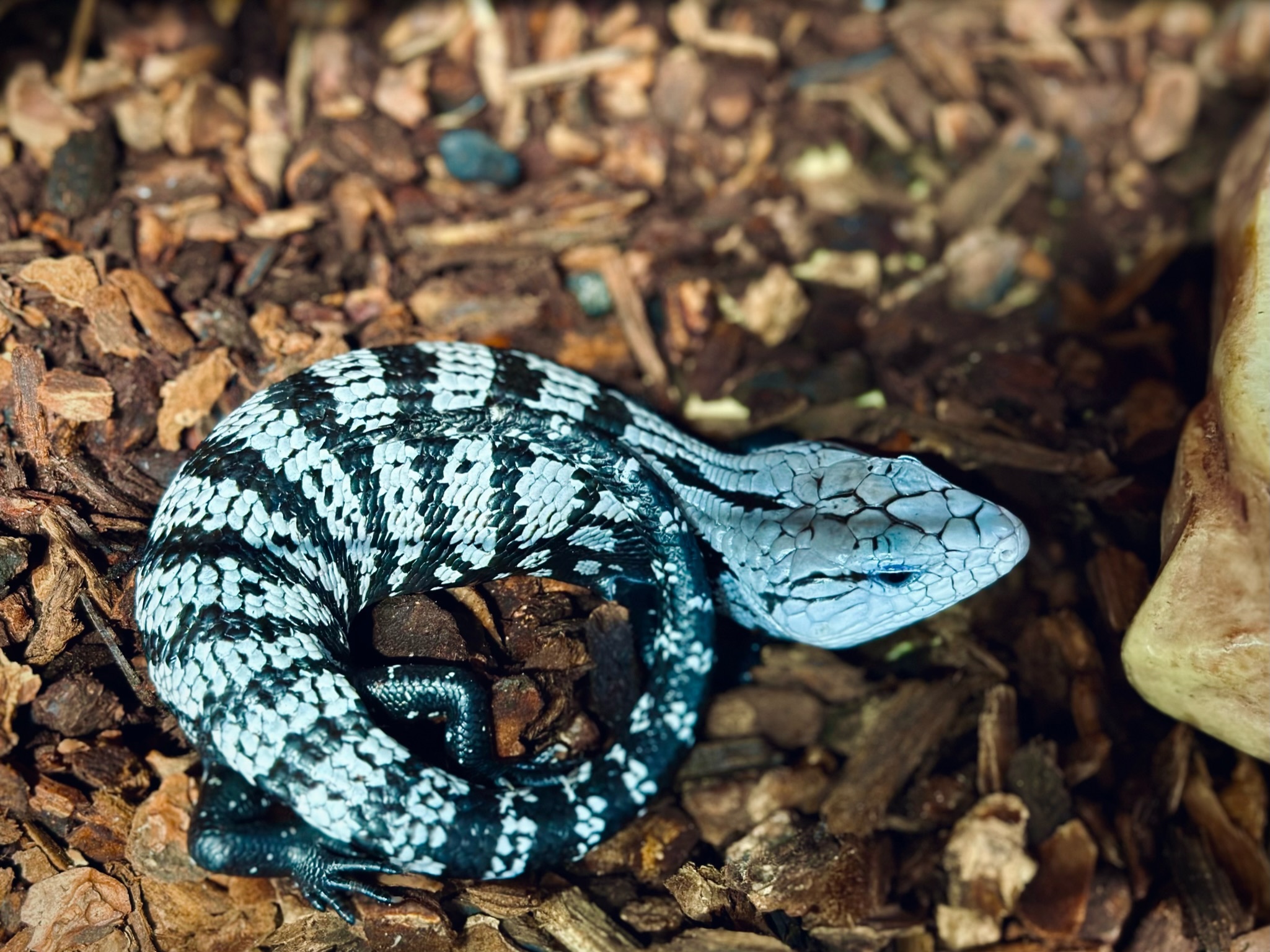 藍舌石龍子 (Tiliqua)