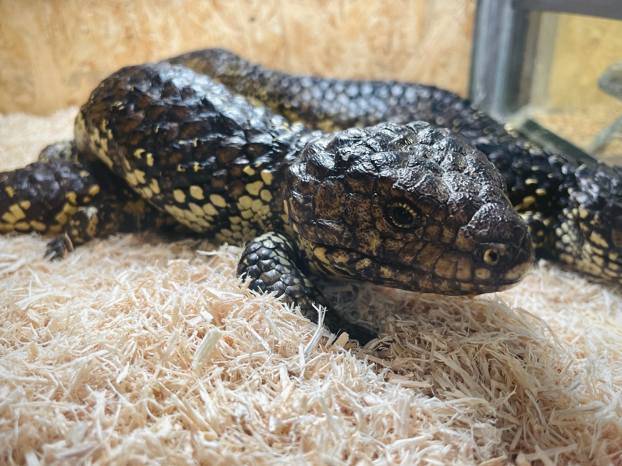 松果尾石龍子/ 松果蜥 (Tiliqua rugosus rugosus)