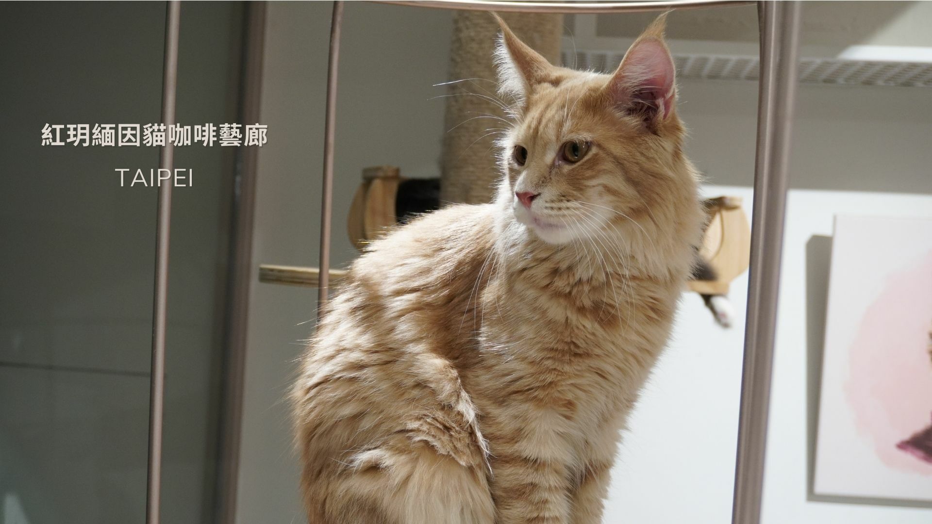 台北中山貓咪咖啡廳，紅玥緬因貓咖啡廳推薦,在IG,抖音,小紅書上都很有名