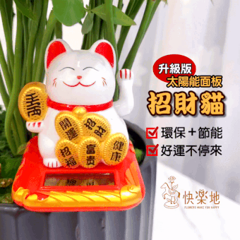 招來好運 I 發財樹 GP190208