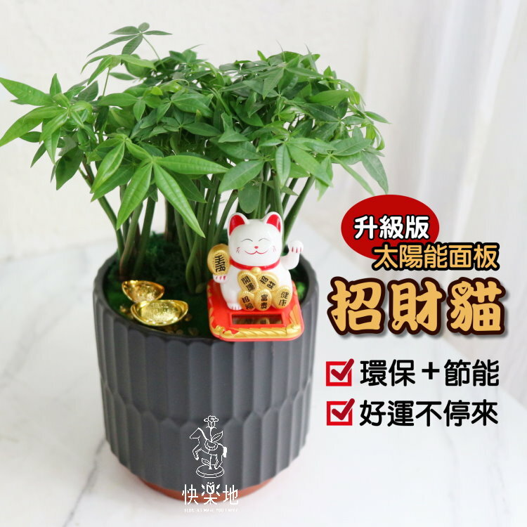 招來好運 I 發財樹 GP190208