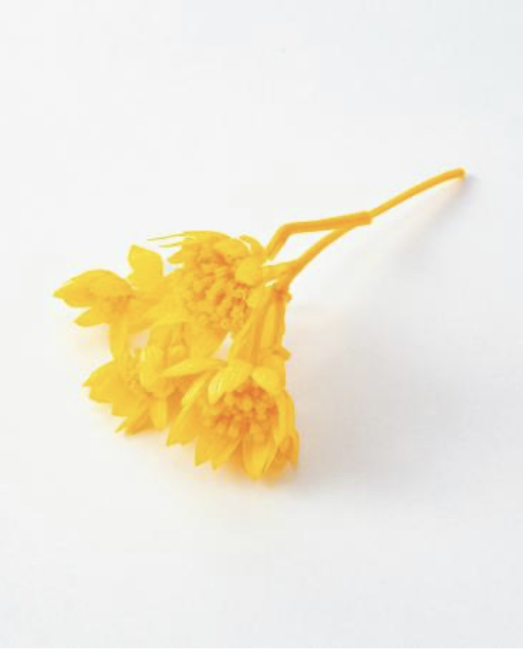 不凋星芹草(百笈草) 02670-521