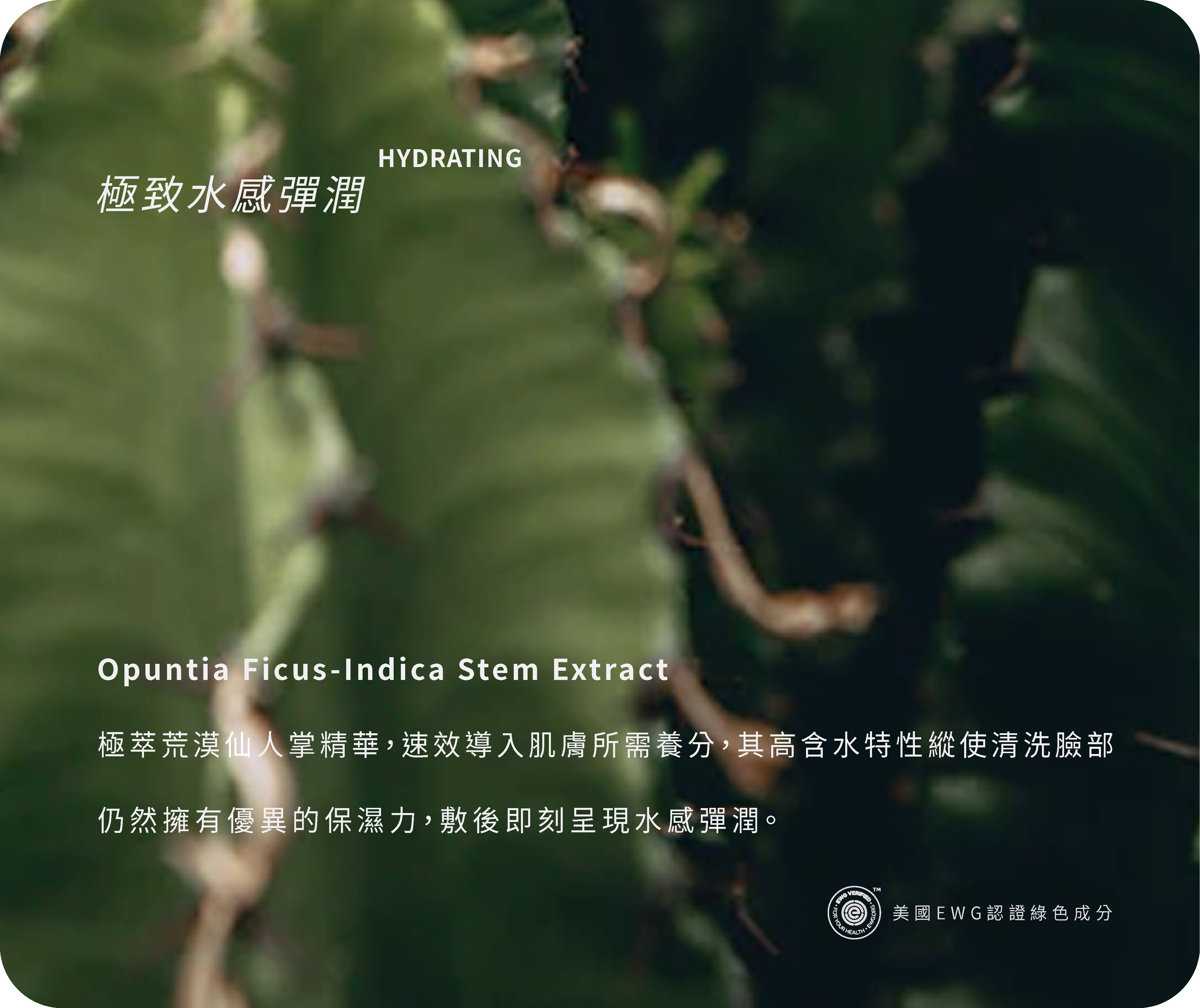 仙人掌萃取，保濕補水