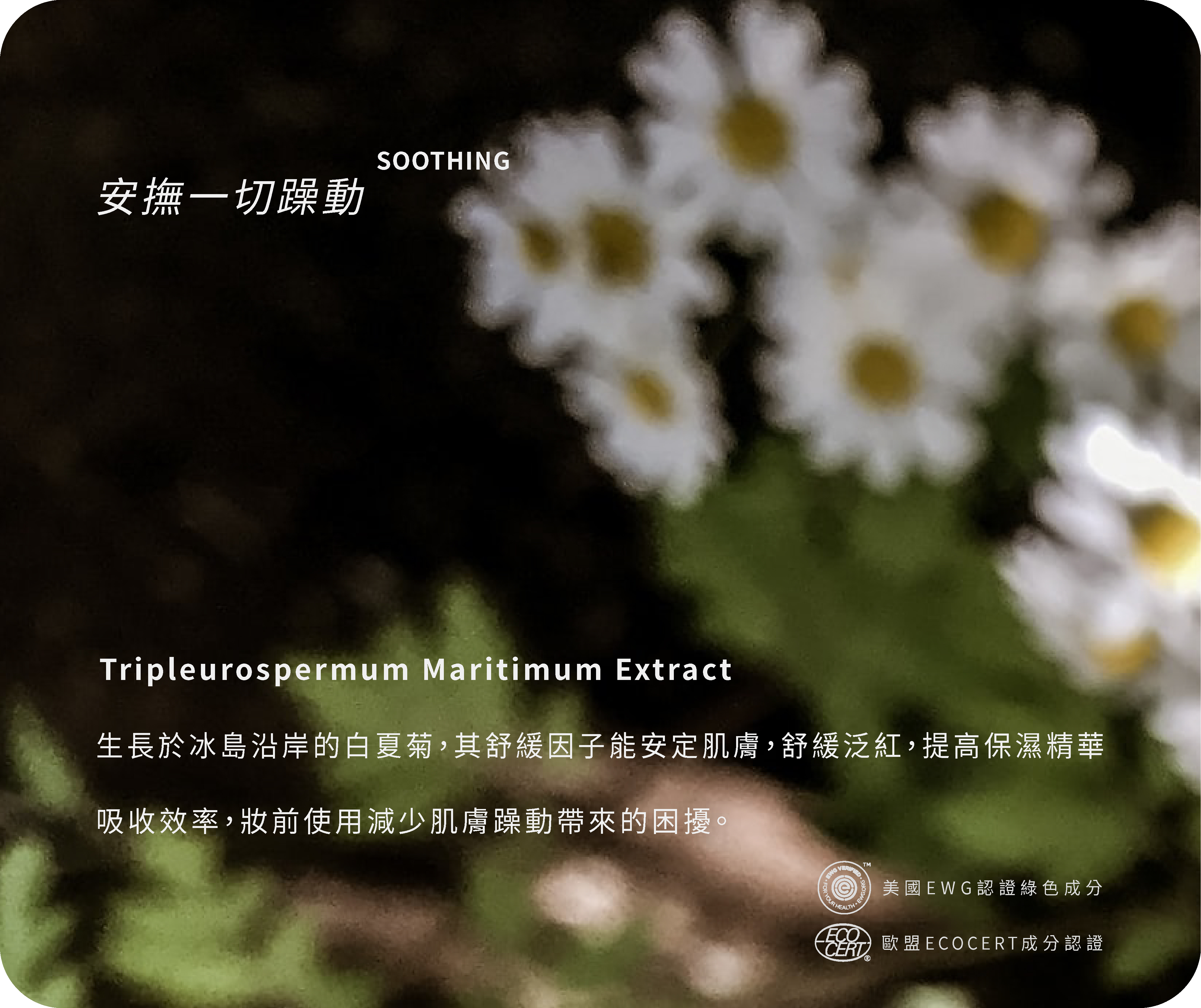 白夏菊萃取，舒緩泛紅